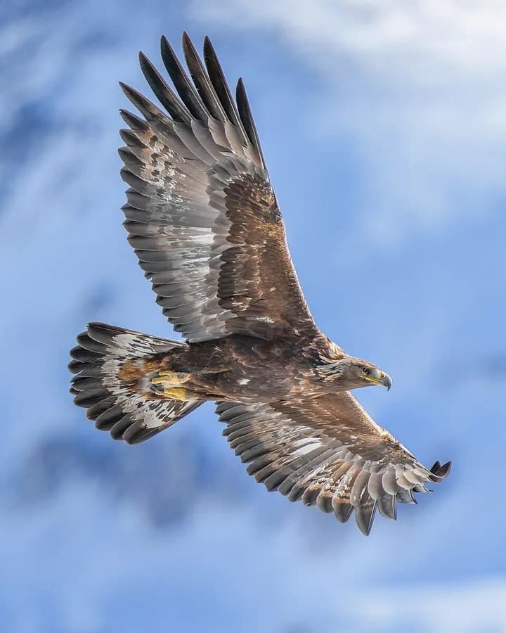 aigle