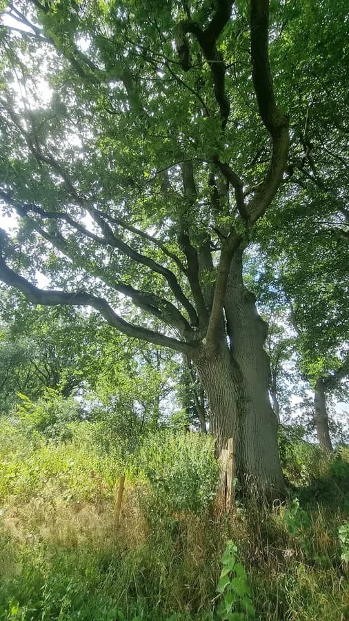 arbre