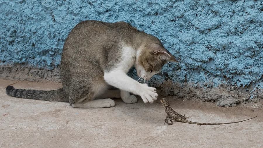 chat