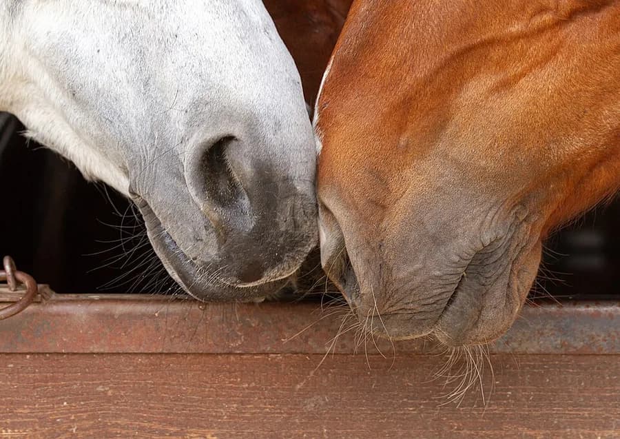 cheval