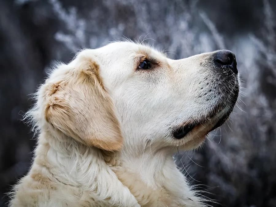 chien