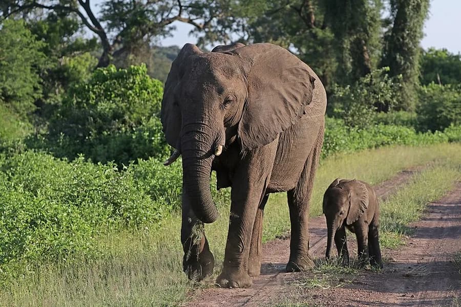 éléphant