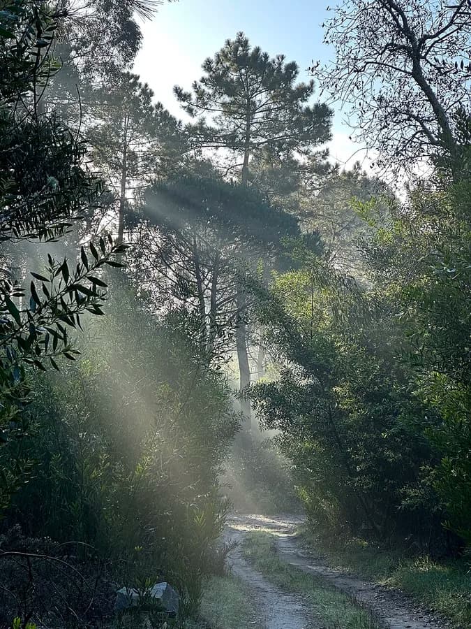 forêt