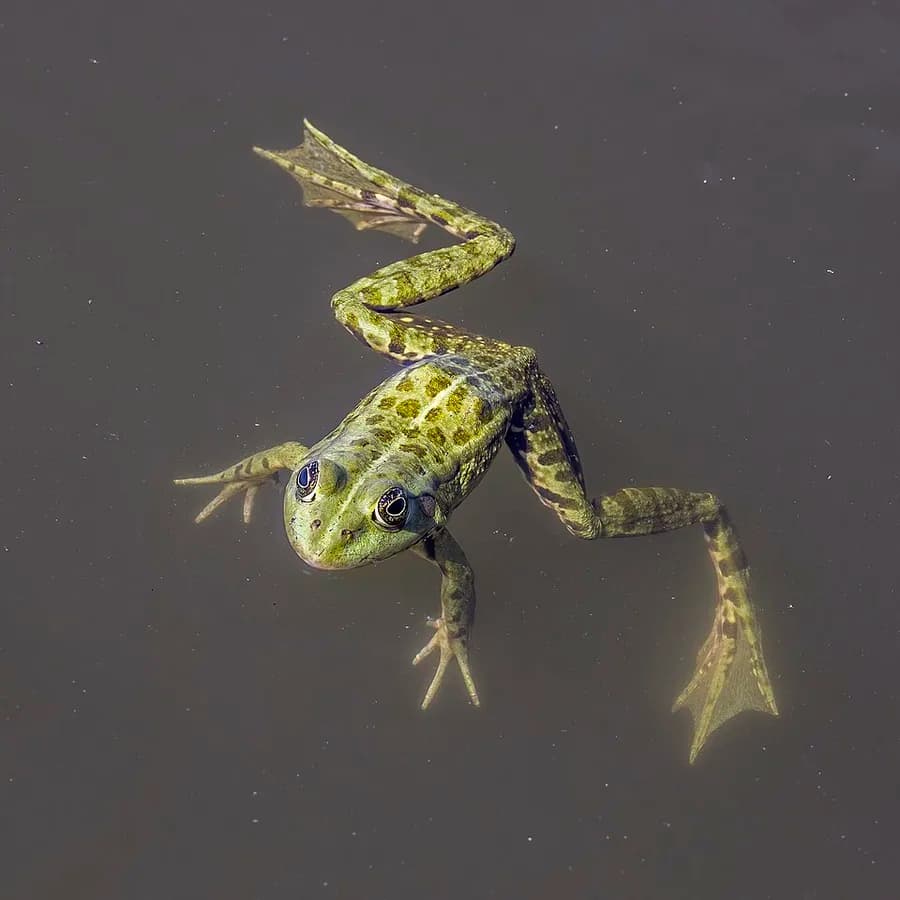 grenouille