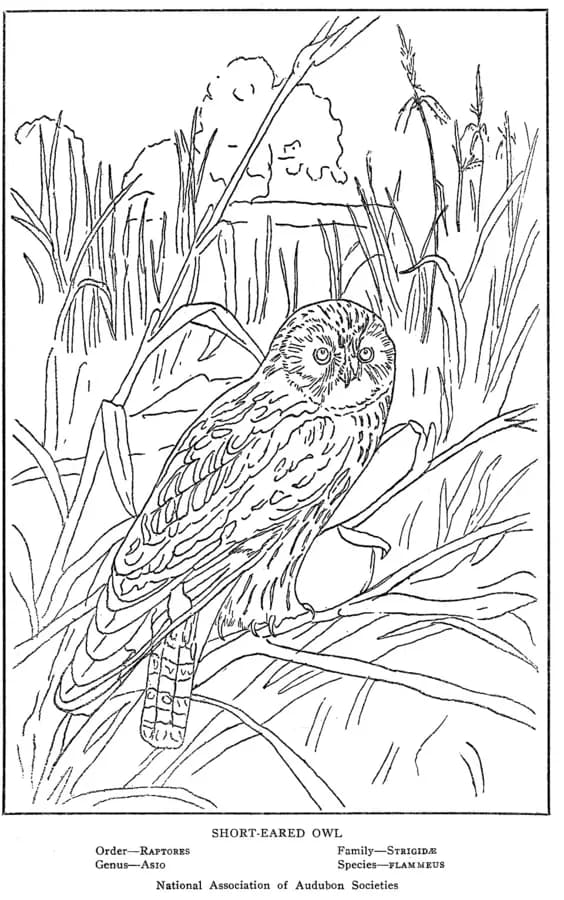 hibou