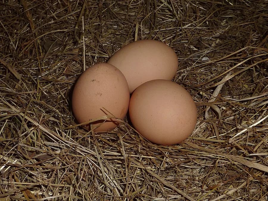 oeuf