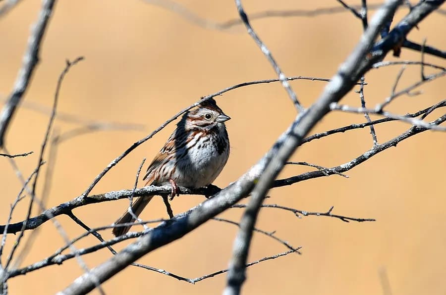 oiseau