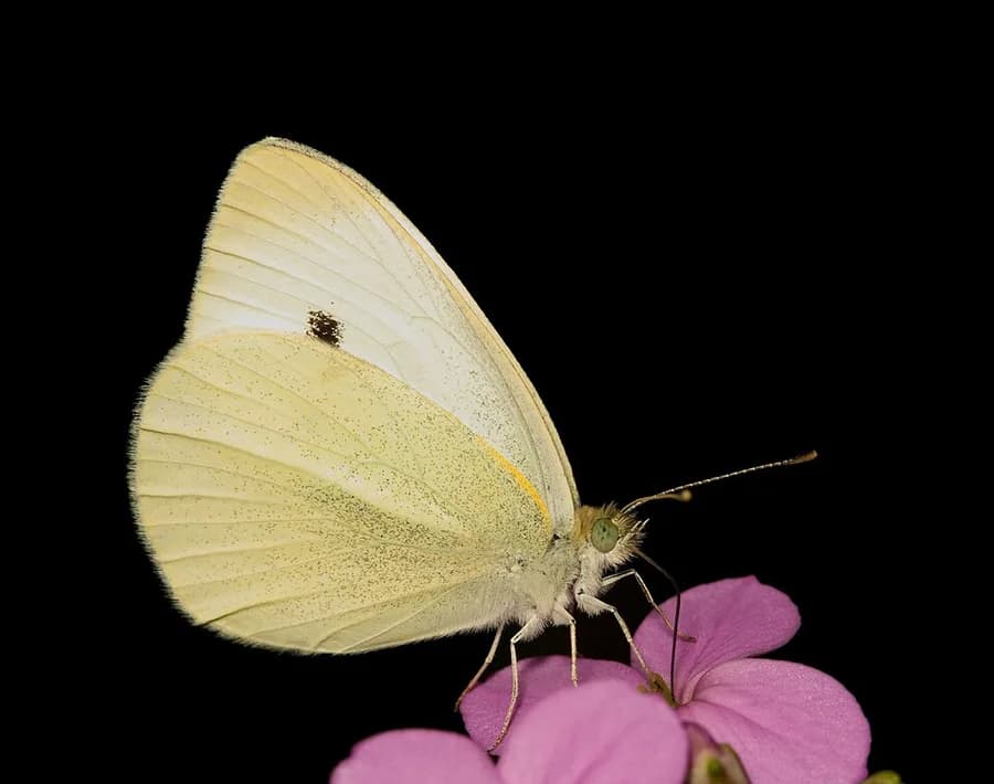 papillon