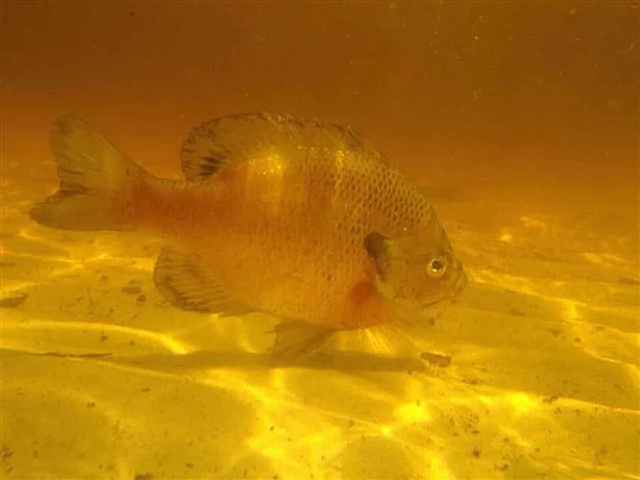 poisson
