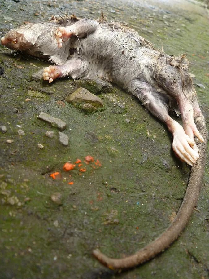 rat