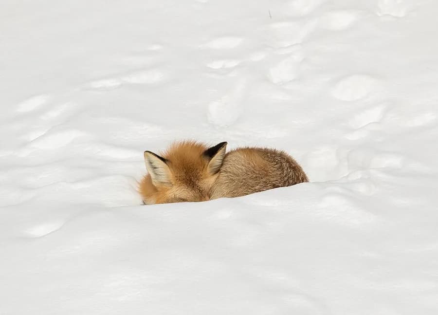 renard