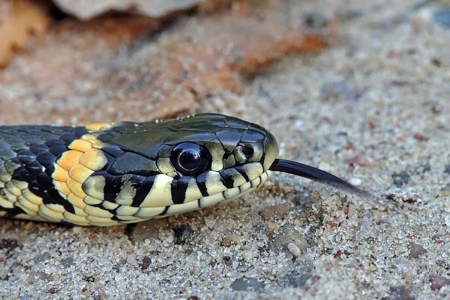 serpent